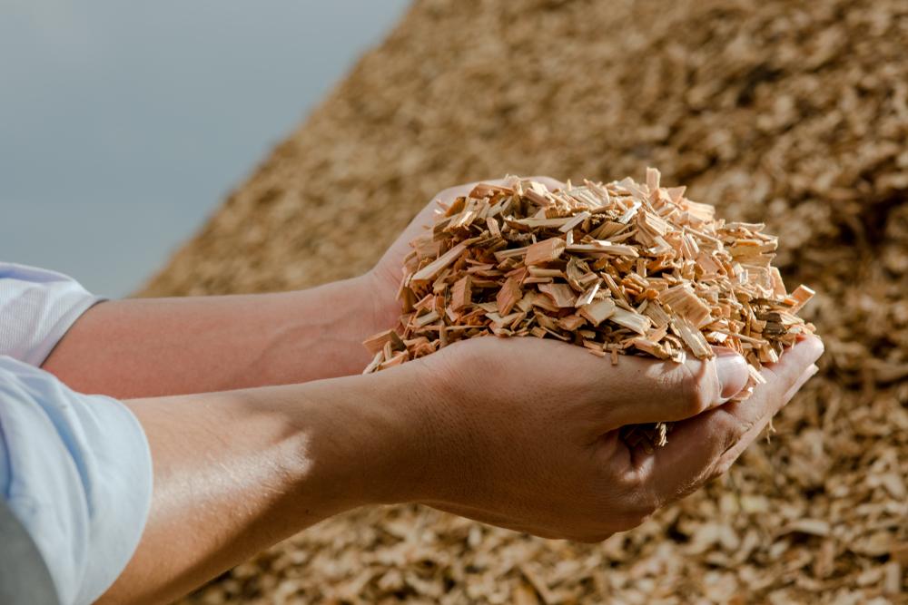 entenda o que é e como funciona a energia de biomassa